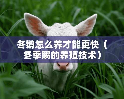 冬鹅怎么养才能更快（冬季鹅的养殖技术）