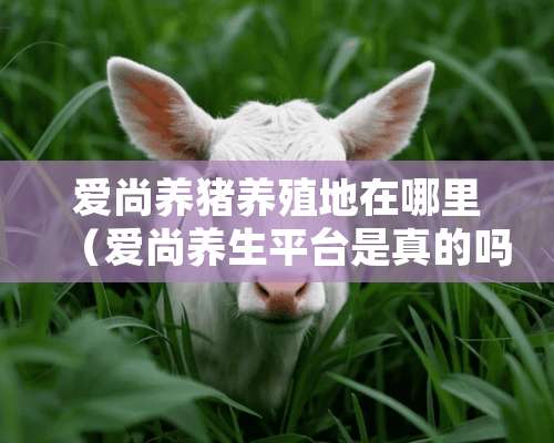 爱尚养猪养殖地在哪里（爱尚养生平台是真的吗）