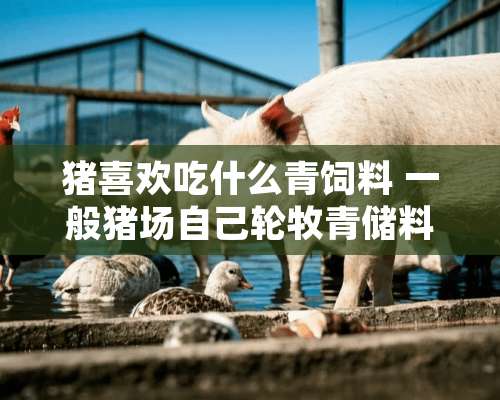 猪喜欢吃什么青饲料 一般猪场自己轮牧青储料有些什么 先谢谢