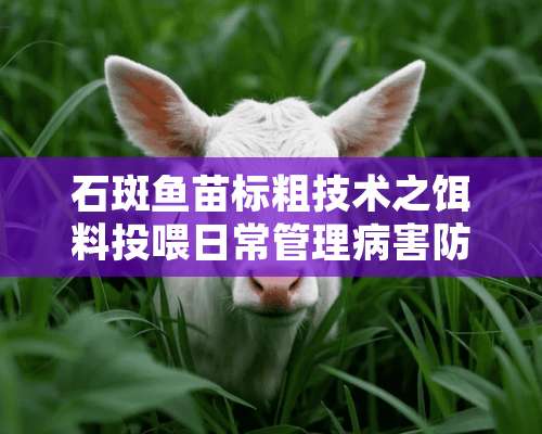 石斑鱼苗标粗技术之饵料投喂日常管理病害防控