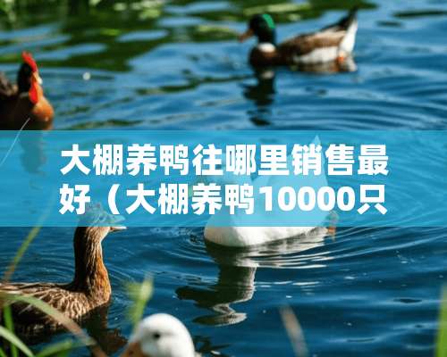 大棚养鸭往哪里销售最好（大棚养鸭10000只利润和成本）