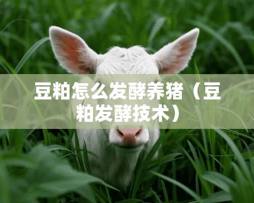 豆粕怎么发酵养猪（豆粕发酵技术）