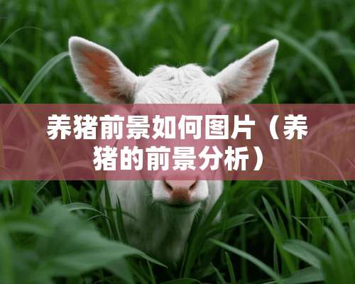 养猪前景如何图片（养猪的前景分析）