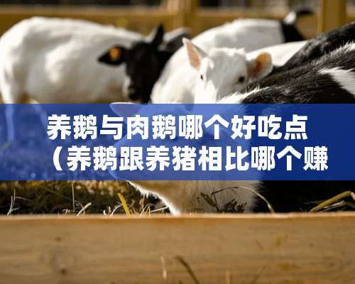 养鹅与肉鹅哪个好吃点（养鹅跟养猪相比哪个赚钱）