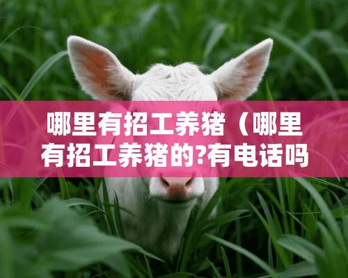 哪里有招工养猪（哪里有招工养猪的?有电话吗?我想去）