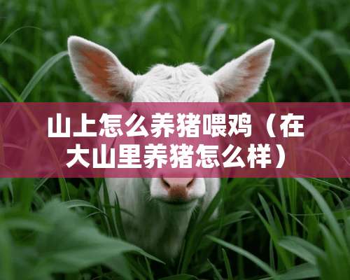 山上怎么养猪喂鸡（在大山里养猪怎么样）