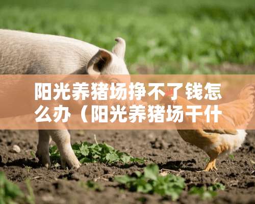 阳光养猪场挣不了钱怎么办（阳光养猪场干什么的）