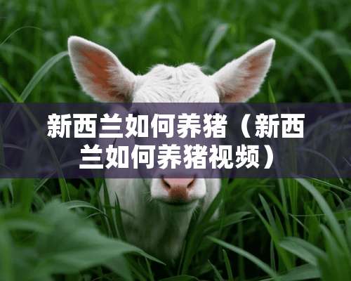 新西兰如何养猪（新西兰如何养猪视频）