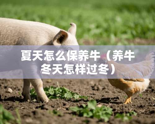 夏天怎么保养牛（养牛冬天怎样过冬）