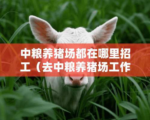 中粮养猪场都在哪里招工（去中粮养猪场工作怎么样）