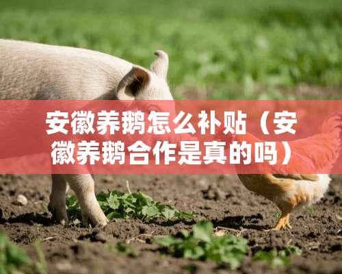 安徽养鹅怎么补贴（安徽养鹅合作是真的吗）