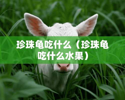 珍珠龟吃什么（珍珠龟吃什么水果）