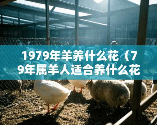 1979年羊养什么花（79年属羊人适合养什么花）