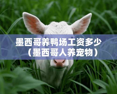 墨西哥养鸭场工资多少（墨西哥人养宠物）