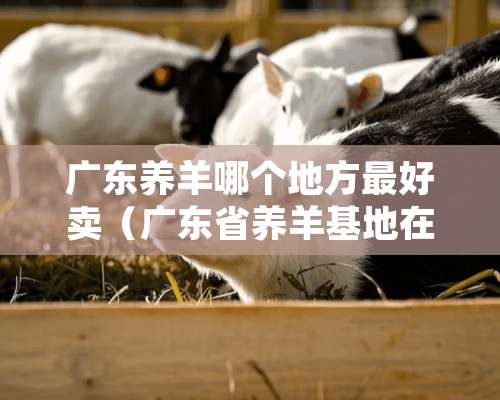 广东养羊哪个地方最好卖（广东省养羊基地在哪里）