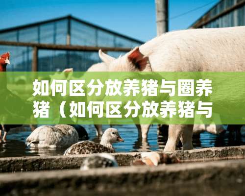 如何区分放养猪与圈养猪（如何区分放养猪与圈养猪）