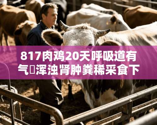 817肉鸡20天呼吸道有气嚢浑浊肾肿粪稀采食下降有啥好办法