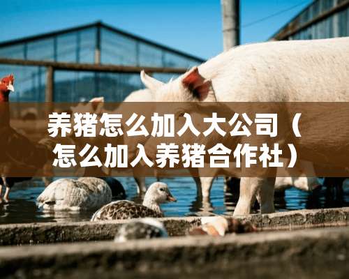 养猪怎么加入大公司（怎么加入养猪合作社）