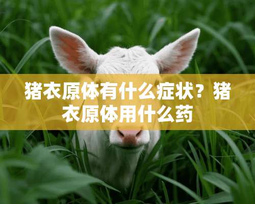 猪衣原体有什么症状？猪衣原体用什么药