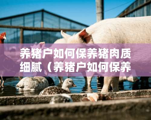 养猪户如何保养猪肉质细腻（养猪户如何保养猪肉质细腻呢）