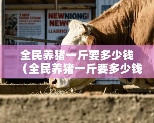 全民养猪一斤要多少钱（全民养猪一斤要多少钱呢）