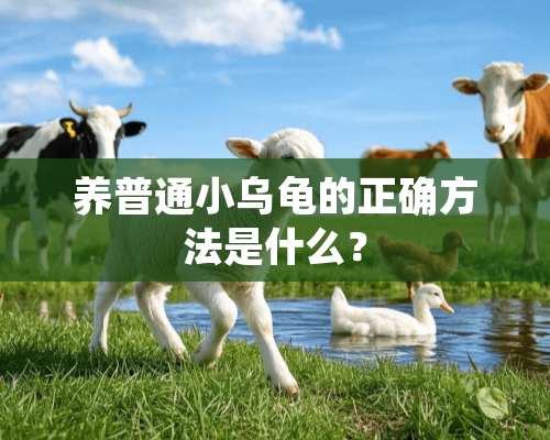 养普通小乌龟的正确方法是什么？