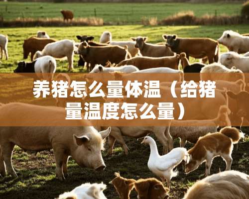 养猪怎么量体温（给猪量温度怎么量）