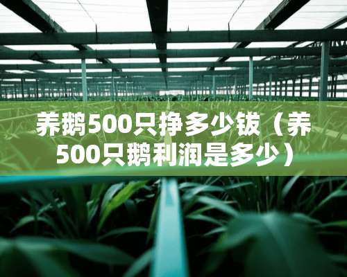 养鹅500只挣多少钹（养500只鹅利润是多少）