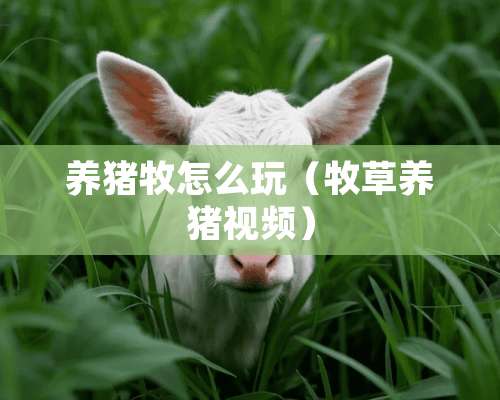 养猪牧怎么玩（牧草养猪视频）