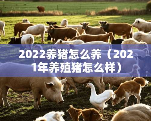 2022养猪怎么养（2021年养殖猪怎么样）