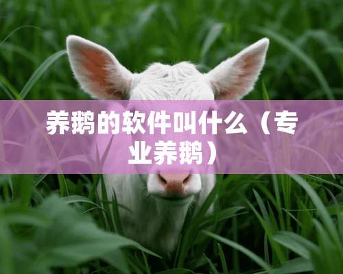 养鹅的软件叫什么（专业养鹅）