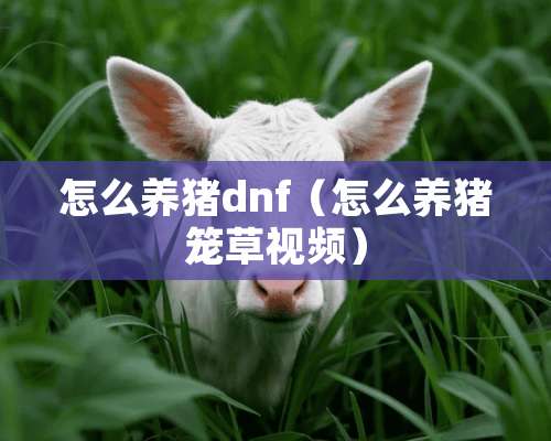 怎么养猪dnf（怎么养猪笼草视频）