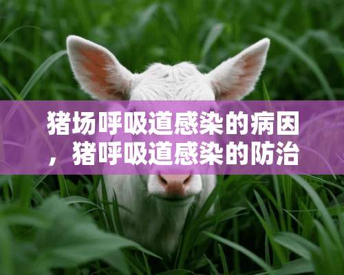 猪场呼吸道感染的病因，猪呼吸道感染的防治措施