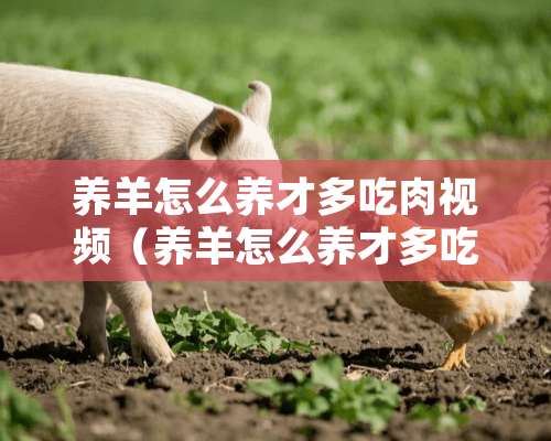 养羊怎么养才多吃肉视频（养羊怎么养才多吃肉视频教程）