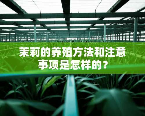 茉莉的养殖方法和注意事项是怎样的？