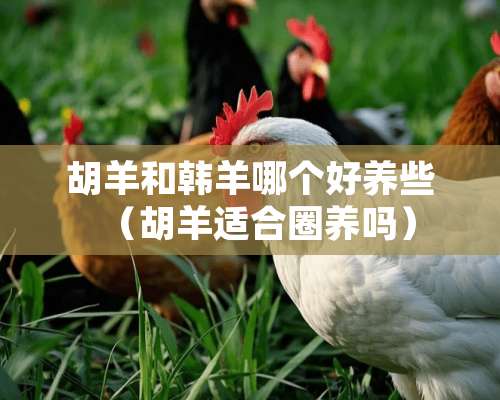 胡羊和韩羊哪个好养些（胡羊适合圈养吗）