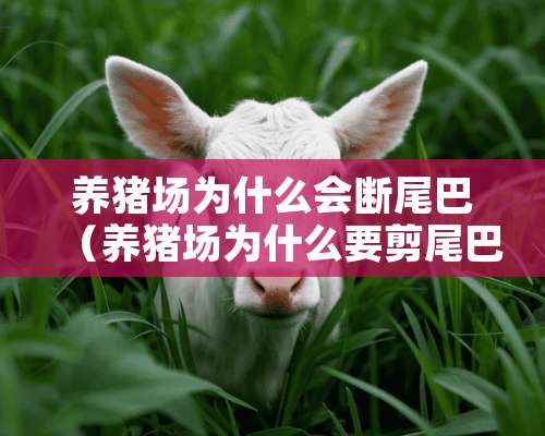 养猪场为什么会断尾巴（养猪场为什么要剪尾巴）