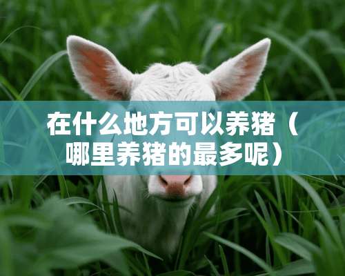 在什么地方可以养猪（哪里养猪的最多呢）