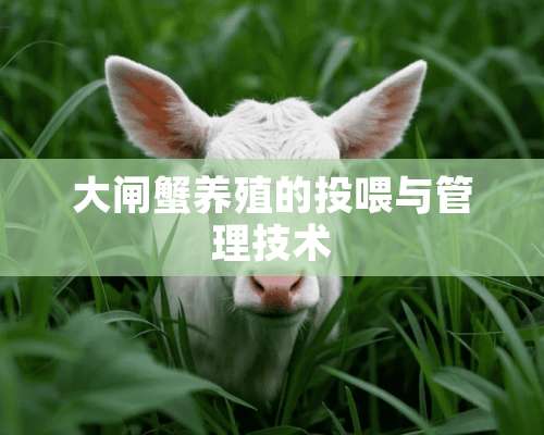 大闸蟹养殖的投喂与管理技术