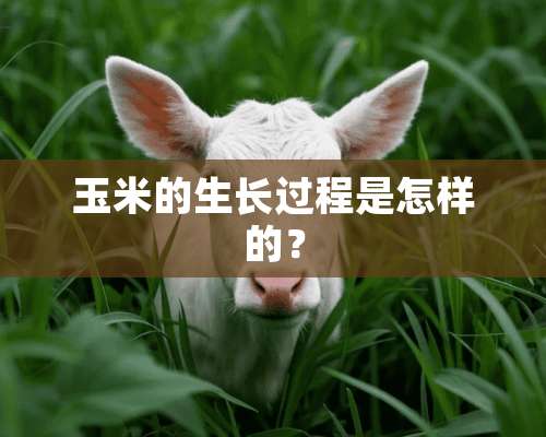 玉米的生长过程是怎样的？