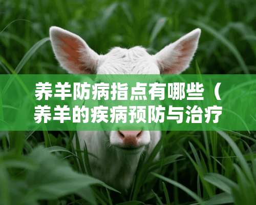 养羊防病指点有哪些（养羊的疾病预防与治疗）