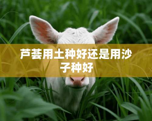 芦荟用土种好还是用沙子种好