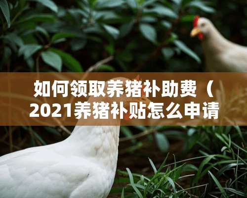 如何领取养猪补助费（2021养猪补贴怎么申请）