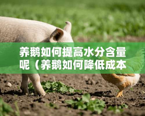 养鹅如何提高水分含量呢（养鹅如何降低成本）