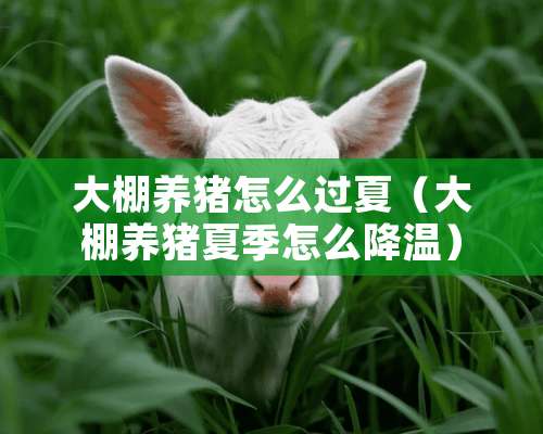 大棚养猪怎么过夏（大棚养猪夏季怎么降温）