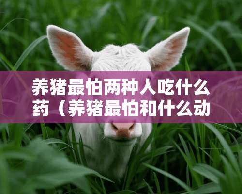 养猪最怕两种人吃什么药（养猪最怕和什么动物一起养）