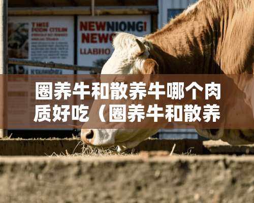 圈养牛和散养牛哪个肉质好吃（圈养牛和散养牛哪个肉质好吃点）