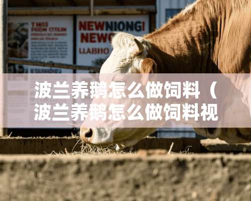 波兰养鹅怎么做饲料（波兰养鹅怎么做饲料视频）