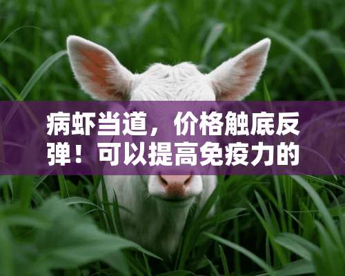 病虾当道，价格触底反弹！可以提高免疫力的生物饵料，会成为白对虾养殖的新寄托吗？