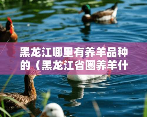 黑龙江哪里有养羊品种的（黑龙江省圈养羊什么品种好）